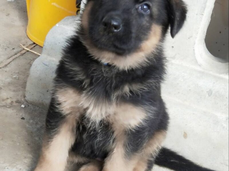 TOP Quality Litter A - GSD Puppies for sale