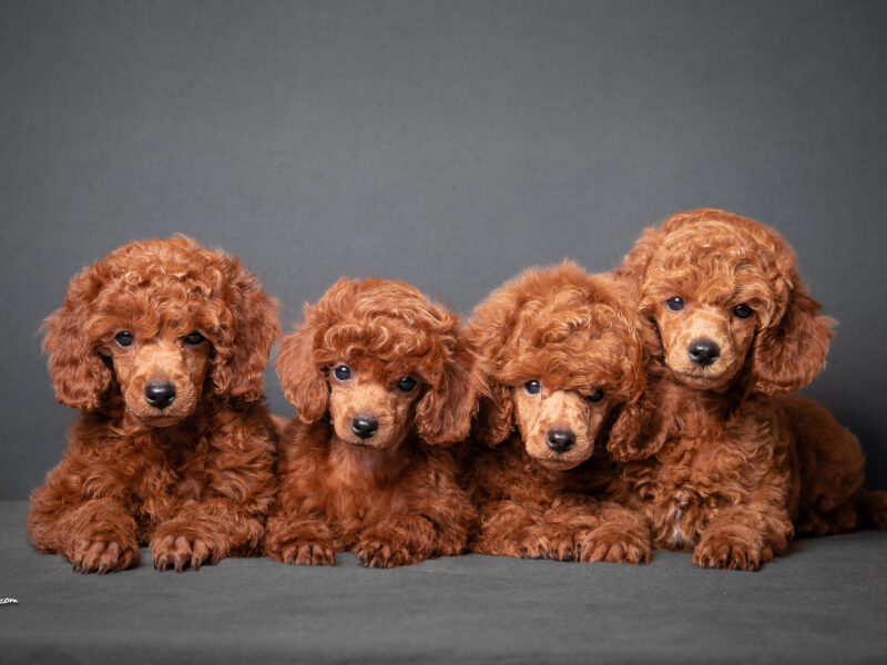 RED DWARF SHOW QUALITY POODLES -males