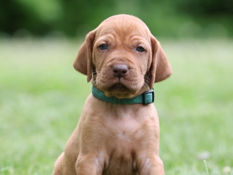Available hungarian shorthaired vizsla male puppy!