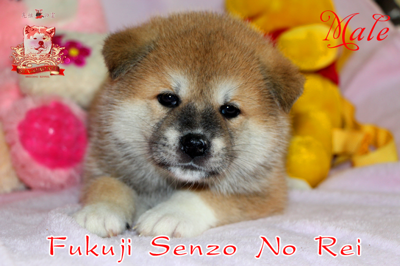 Japanese akita-inu male with FCI-documents