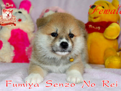 Japanese akita-inu with FCI-documents
