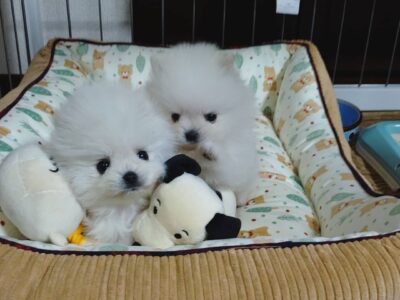 Beautiful Pomeranian puppies for sale