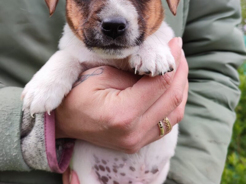 Smooth Jack Russell Terrier