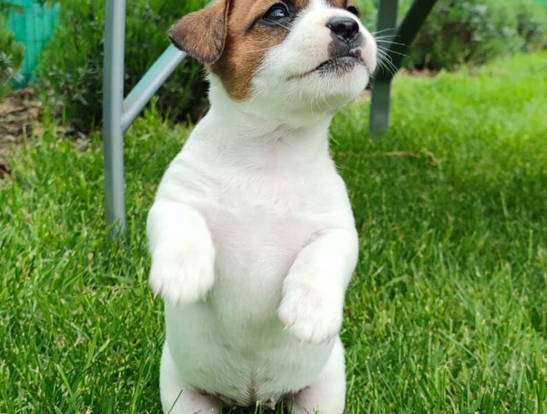 Smooth Jack Russell Terrier