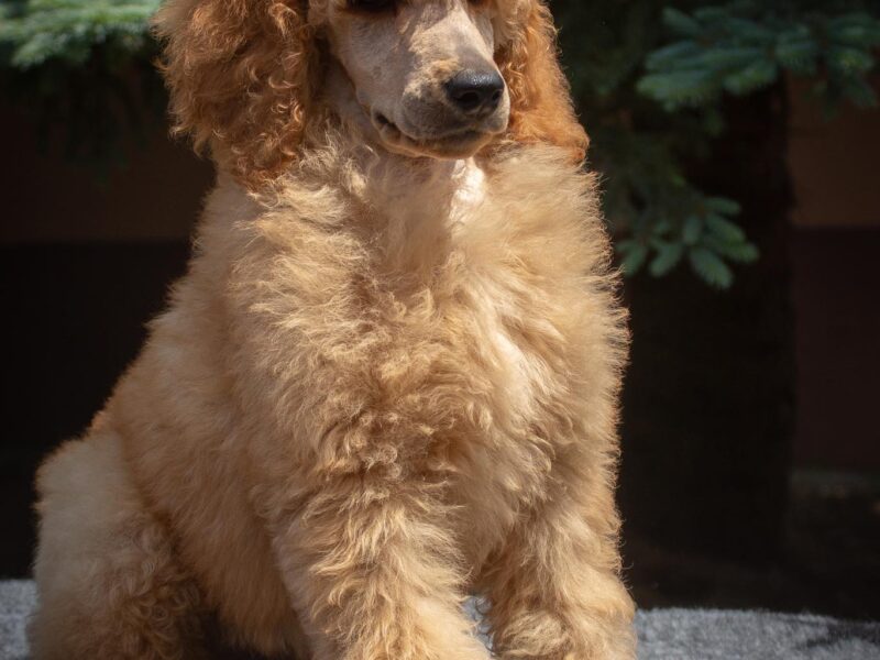 Standard poodle puppies for sale
