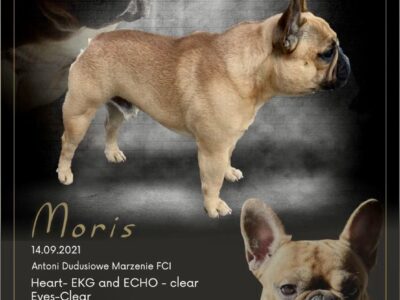 French Bulldog STUD DOG „Moris” FROM POLEN