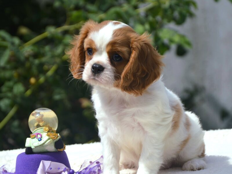 Cavalier King Charles Spaniel Male and Female