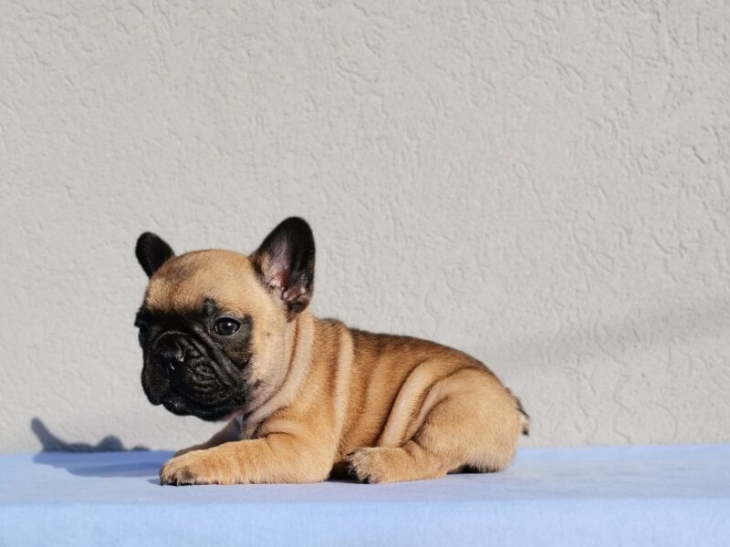 French Bulldog puppies available for reservation