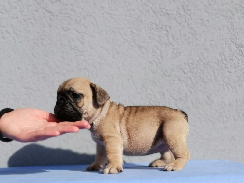 French Bulldog puppies available for reservation