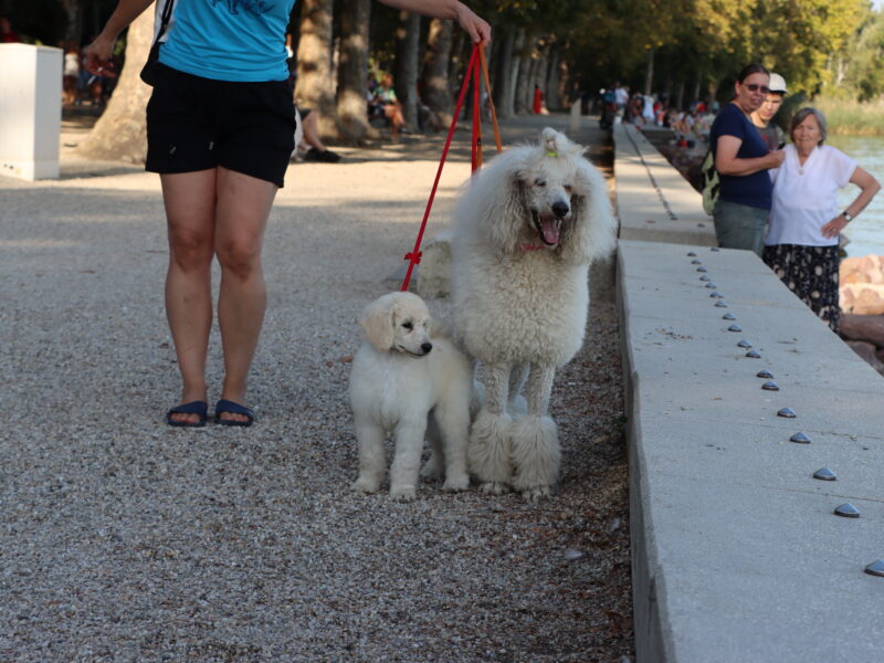 Standard white poodle from champion parents