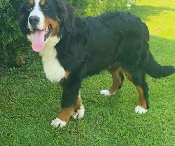 Bernese mountain dog female for sale