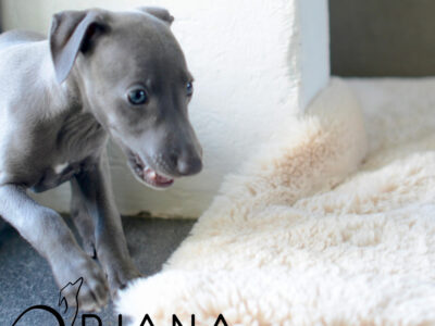 Little Italian Greyhound - blue Puppies for sale - ORJANA GALAXY kennel