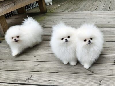 Pomeranian Puppies Boo
