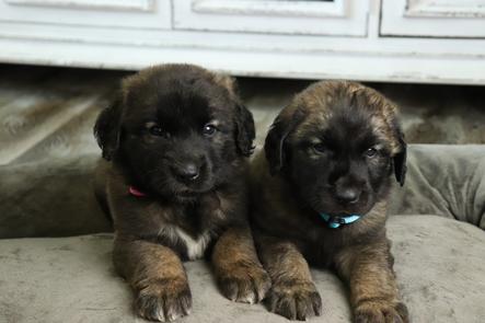 Adorable Male and Female Leonberger Puppies for Sale