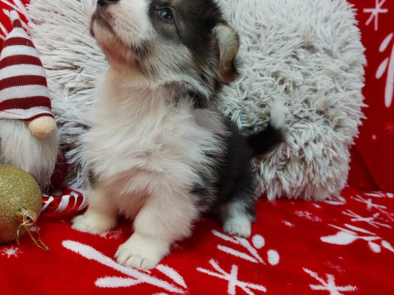 Welsh corgi pembroke puppy for sale