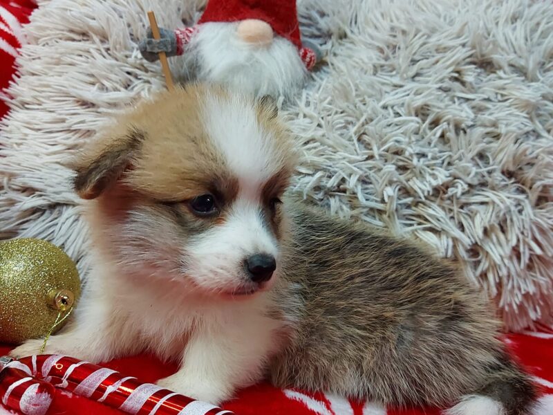 Welsh corgi pembroke puppy for sale