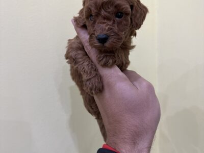 Toy poodle top quality in the offer