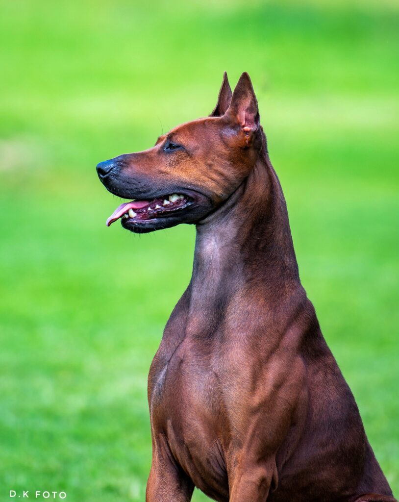 Thai Ridgeback – Dogs Jelena Dog Shows