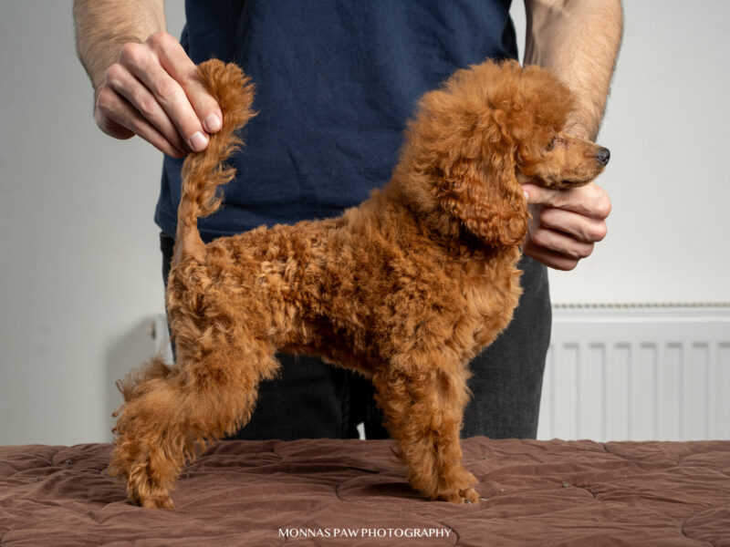 Toy and miniature poodle puppies