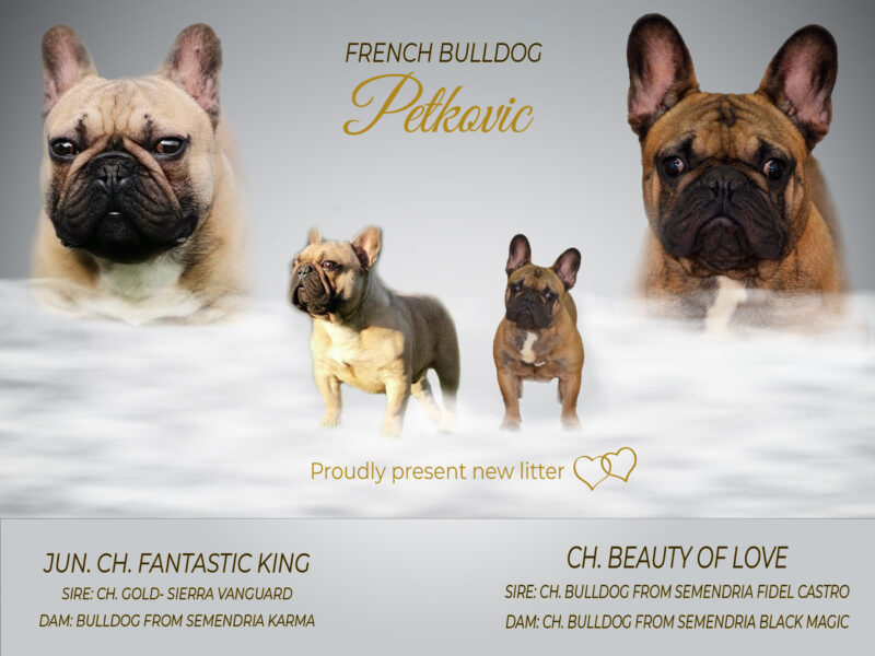 Adorable female French Bulldog