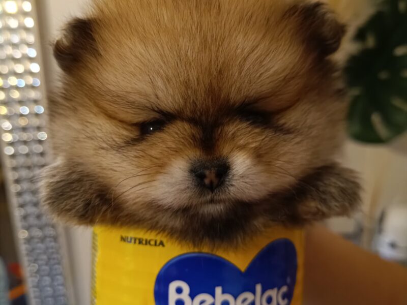 Top litter of purebred miniature pomeranians, so-called boo bears