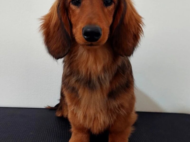Standard dachshund longhaired