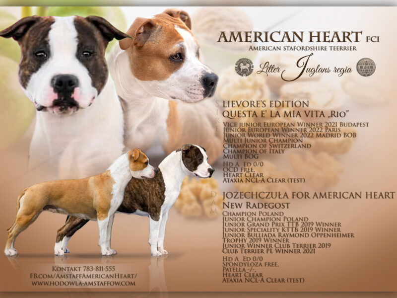 American Staffordshire Terrier Litter planned for March/April 2024