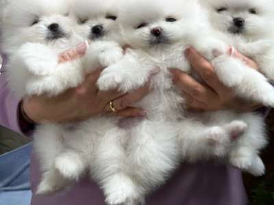 Pomeranian Spitz puppies