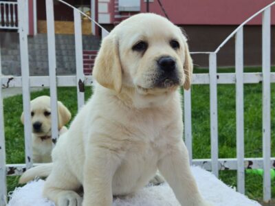 Labrador retriever puppies - Astorela kennel