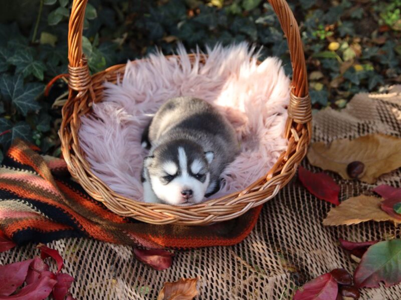 Siberian husky FCI pedigree