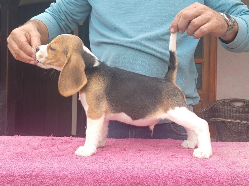 Beagle puppies