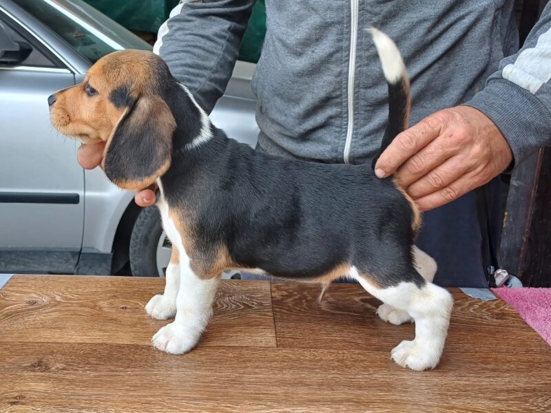 Beagle puppies