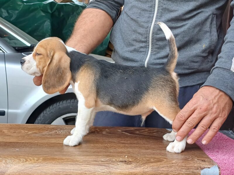 Beagle puppies