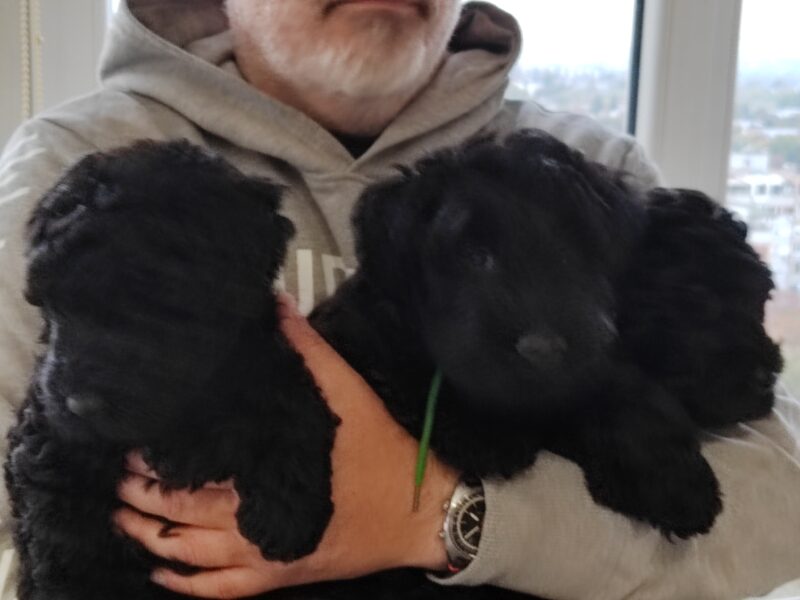 Kerry blue terrier