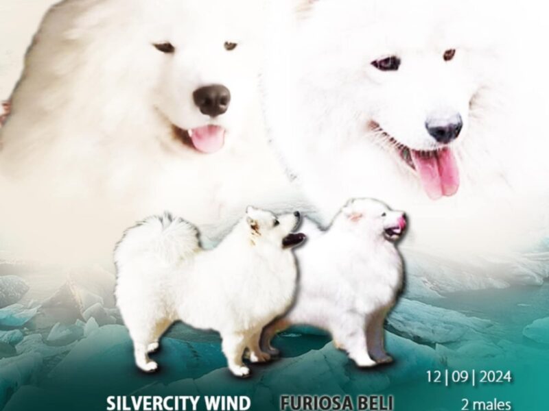 Samoyed puppies