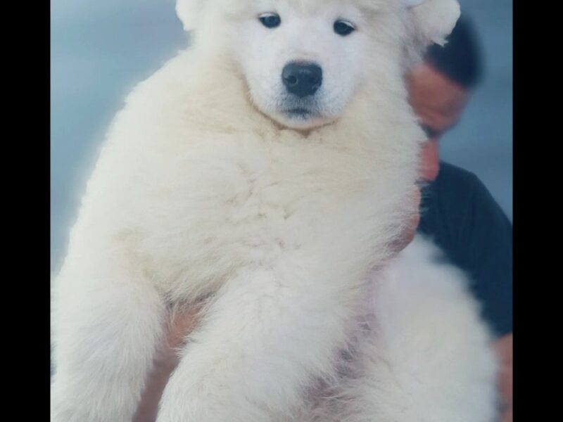Samoyed puppies