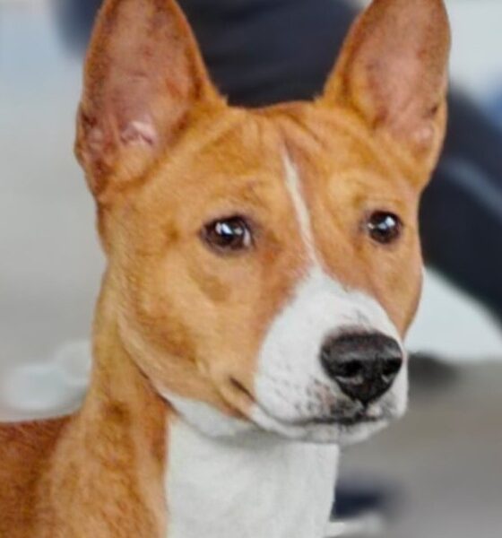 Basenji male available for breeding