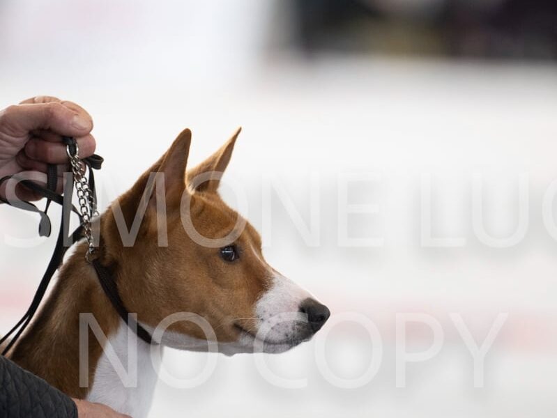 Basenji male available for breeding