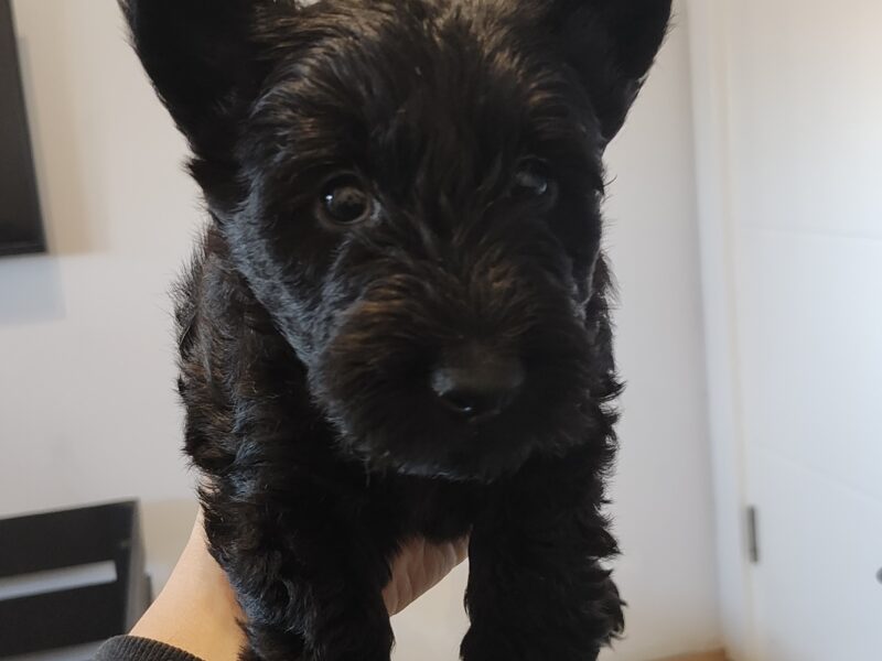 Scottish terrier