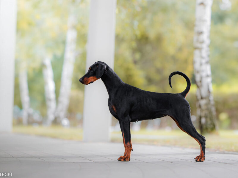 American Line dobermann puppies ZKwP/FCI