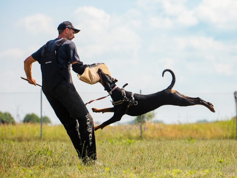 American Line dobermann puppies ZKwP/FCI