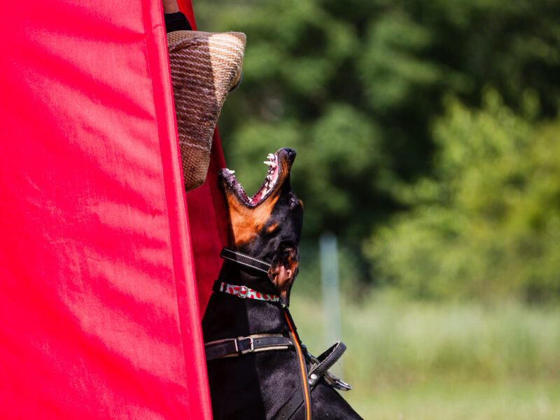 American Line dobermann puppies ZKwP/FCI
