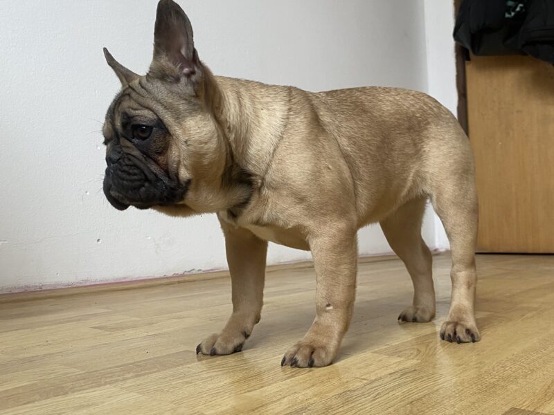 French Bulldog
