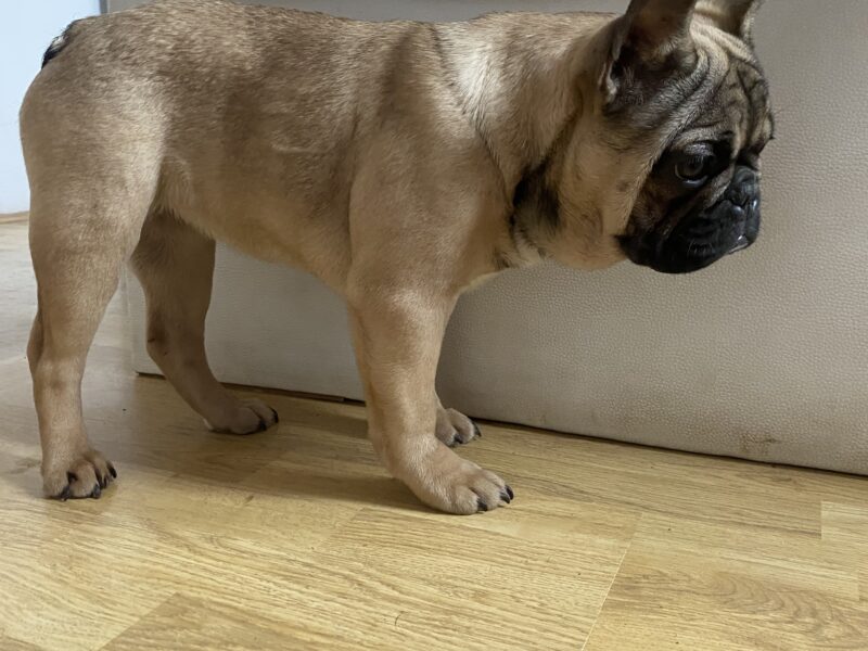 French Bulldog