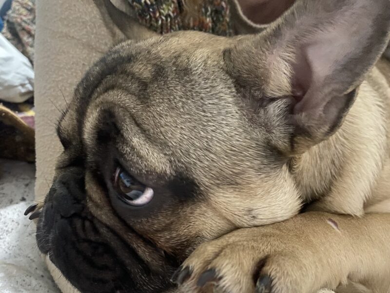 French Bulldog