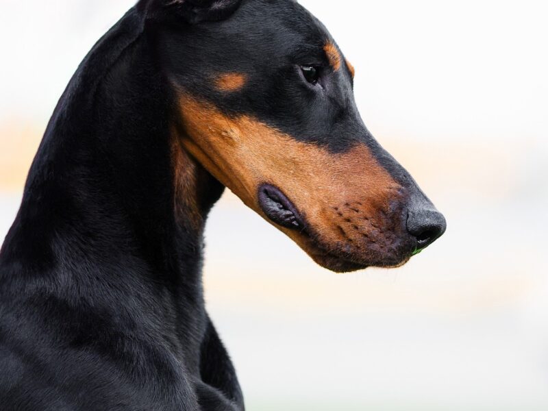 American Line dobermann puppies ZKwP/FCI