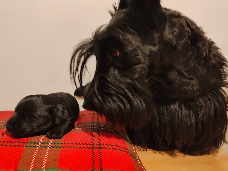 Scottish terrier