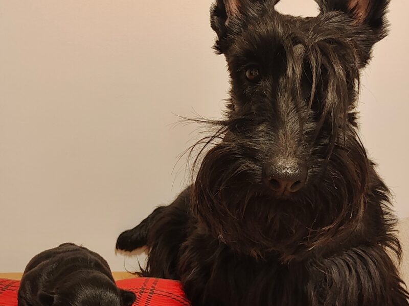Scottish terrier