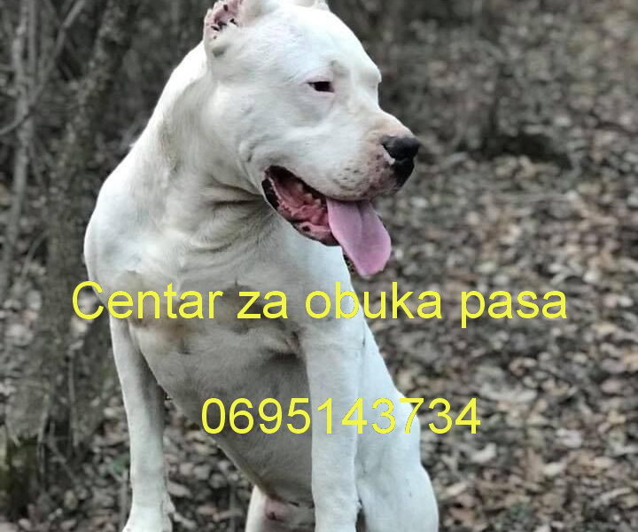 Dog training center