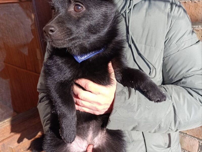 Schipperke - gentle puppy female